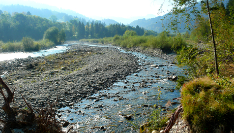 Flussauen, wie hier die Sense bei Plaffeien, gehören zu den artenreichsten Lebensräumen in der Schweiz. (Foto: Florian Altermatt, Eawag)