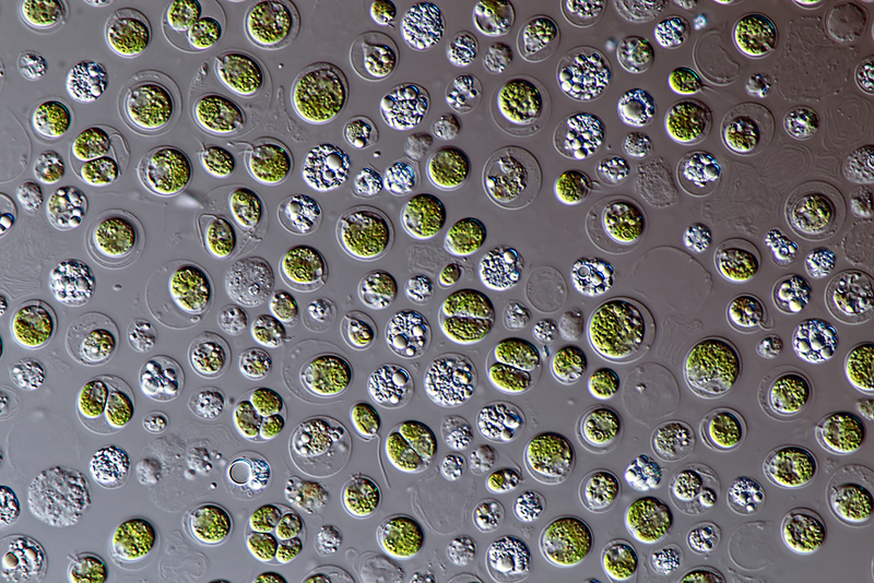 chlamee-chlamydomonas-reinhardtii-experimental-evolution-eawag