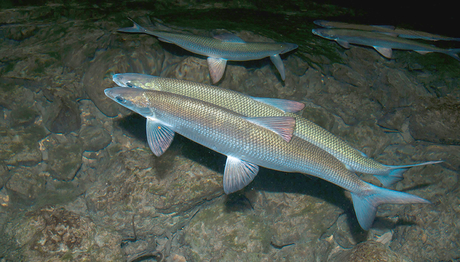 Felchenpaar (C. lavaretus) laicht in Ufernähe im Lac d’Aiguebelette (Foto: Alamy). Felchenpaar (C. lavaretus) laicht in Ufernähe im Lac d’Aiguebelette (Foto: Alamy).