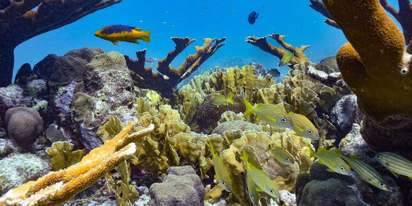 Tropical Reef, Curaçao. Credit: Conor Waldock