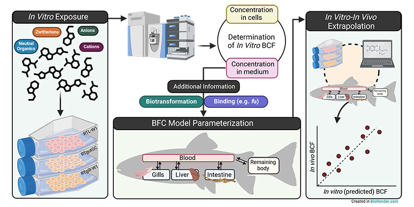 In-vitro-Vorhersage der Biokonzentration und Bioakkumulation von organischen Chemikalien in Fischen (Bild: Marco Franco erstellt in Biorender)