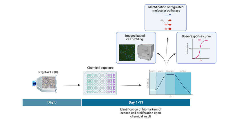 Systems biology-based experimental setup for quantification of RTgill-W1 ceased cell proliferation