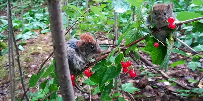 Bank voles (photo: courtesy of Piko Rautio)