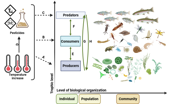Direct effects of increased temperature and pesticides, single and in combination, on different trophic levels of a freshwater ecosystem, including producers (A), consumers (B) and predators (C). Increased temperature may affect the environmental fate of a pesticide (D) ergo the effects on aquatic biota. The direct effects of increased temperatures and pesticides may induce indirect effects between trophic levels, including adjacent trophic levels (E, F) and/or cascading effects across several trophic levels (G, H) (Graphic Source: Markus Hermann, Eawag).