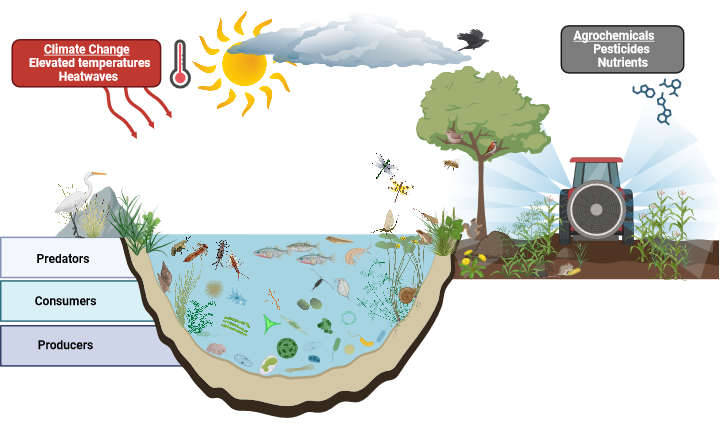 Freshwater ecosystem consisting of different trophic levels comprising producers, consumers, and predators of the food web. Climate change related stressors, such as elevated temperatures and heatwaves (red box), along with agrochemical stressors like pesticides or nutrients (grey box) represent multiple stressors that can have interactive effects on individuals, populations, and communities (Graphic Source: Markus Hermann, Eawag).
