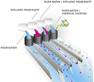 In the experimental approach, the effluent composition will be manipulated in a controlled way and the various organisms or combinations thereof will be exposed to the different effluents.