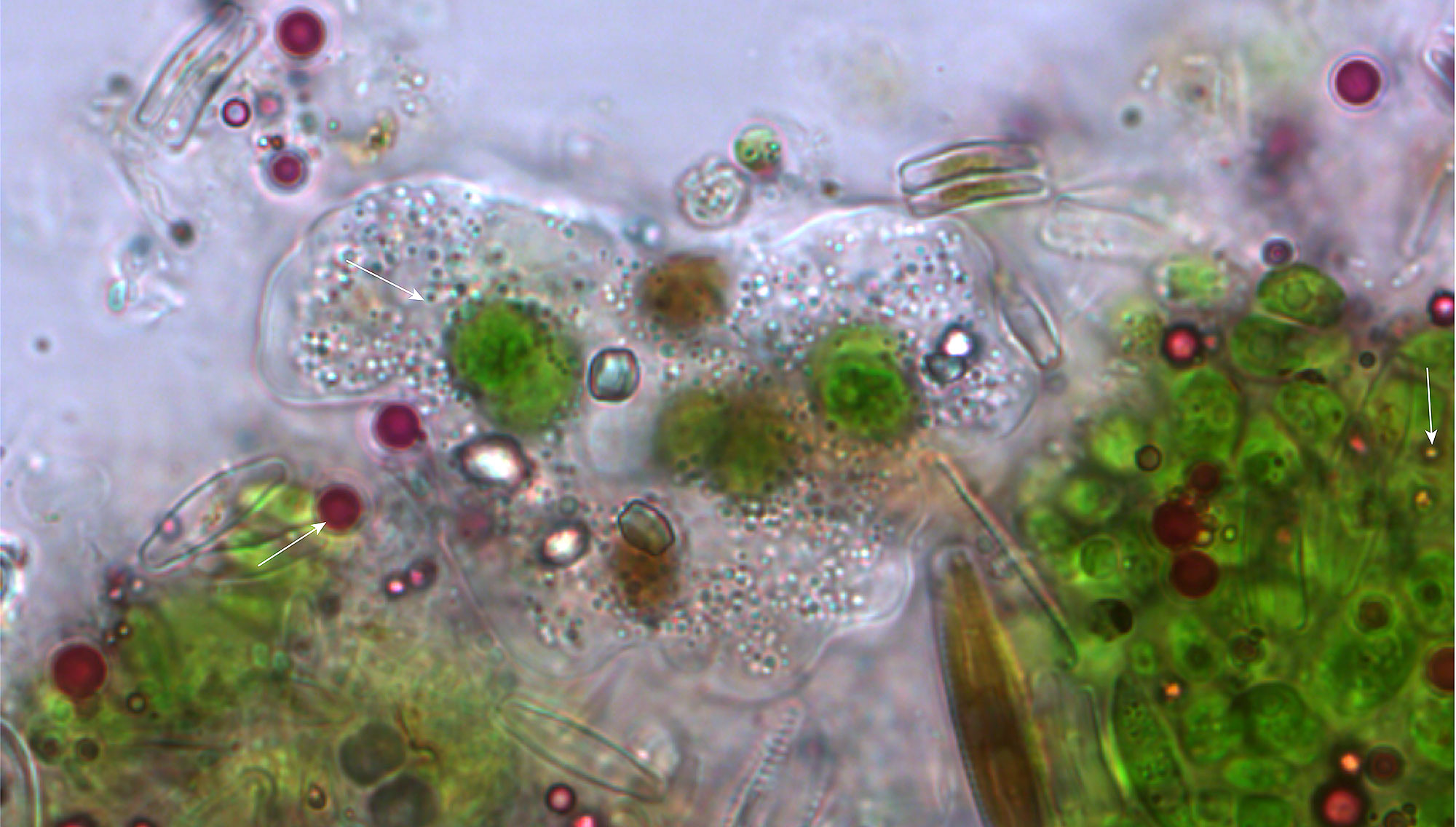 Close-up of periphyton with plastic particles (Photo: Stephanie Merbt, Eawag)