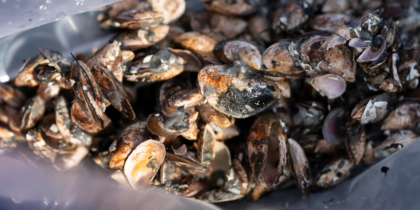 Moules quagga dans le lac de Constance (Photo: Keystone, Gaetan Bally, montage Photo: Eawag).