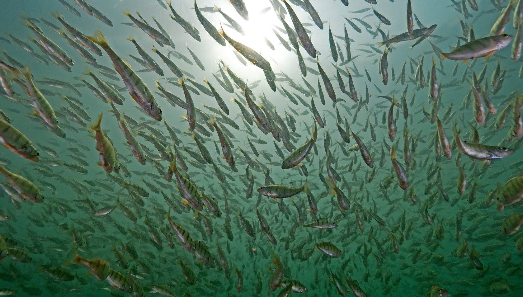 Fische werden häufig als Versuchstiere benutzt. Maschinelles Lernen soll die Tierversuche ersetzen (Foto: Adobe Stock).