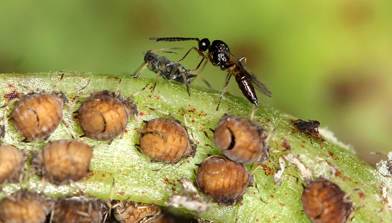 Eine Blattlauswespe attackiert eine Blattlaus. Darunter sieht man Blattläuse, die bereits von den Wespen parasitiert wurden. (Foto: Christoph Vorburger, Eawag).