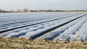Plastic mulch films characterize the agricultural landscape in many places. (Photo: Luca Lorenzelli, Shutterstock)