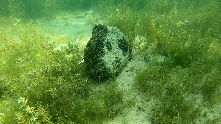 Moules quagga sur une pierre dans le lac de Constance (Photo: Eawag, Linda Haltiner).