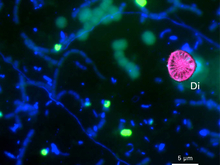 2) Runde Kieselalgen (Di=Diatomeen) zusammen mit den grün leuchtenden  Methan abbauenden Bakterien. Kombination aus Fluoreszenzmikroskop und röntgenspektroskopischer Analyse auf Silizium. (Quelle: Eawag/MPI-Bremen)