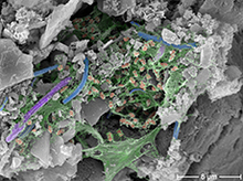 Scanning electron micrograph of limestone after a year in karst water (right). 