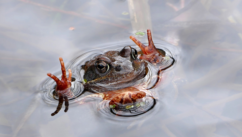 Grenouille rousse à la saison des amours (Photo: Beat Schaffner).