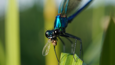 Gebänderte Prachtlibelle, Männchen (lat. Calopteryx splendens, engl. Banded demoiselle) mit ihrer Beute (Foto: Maja Ilić).