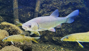 Barben (Barbus barbus) und Döbel (Squalius cephalus) wurden in der Studie als repräsentative Arten für Fischgemeinschaften in Schweizer Flüssen untersucht (Foto: M. Franco, Eawag).