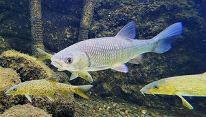 Le barbeau commun (Barbus barbus) et le chevesne (Squalius cephalus) ont été évalués dans l'étude en tant qu'espèces représentatives des communautés de poissons dans les rivières suisses (Photo : Eawag, M. Franco).