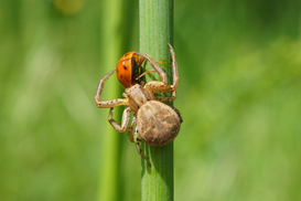 Common crab spider (lat. Xysticus cristatus) with a lady bird (lat. Coccinellidae) (Photo: Maja Ilić).