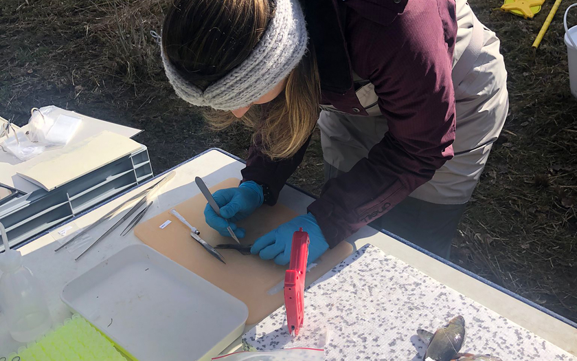 Bárbara Calegari entnimmt genetische Proben von Fischen aus der Emme (Foto: Conor Waldock).