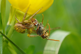 Araignée-crabe brune (lat. Xysticus cristatus) avec une abeille-guêpe (lat. Nomada sp.) (Photo: Maja Ilić)