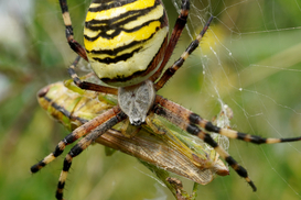 Araignée guêpe (lat. Argiope bruennichi) avec sa proie (Photo: Maja Ilić)