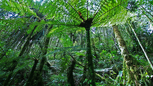 Tropischer Regenwald in Indonesien