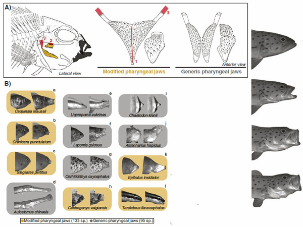 Figure 1. in Dr. Alexus Roberts-Hugghis publication "A classic key innovation constrains oral jaw functional diversification in fishes"