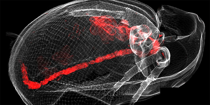Zebrafish in mirror (Bild: Melissa von Wyl)