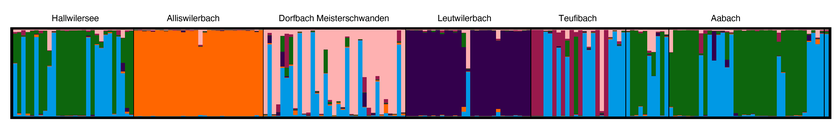 Liens de parenté des truites lacustres dans le lac de Hallwil et ses affluents: chaque barre représente un animal. Les couleurs identiques montrent la même lignée génétique. Il semble qu’il existe à la fois des populations répandues en nombre très restreint (p. ex. en orange) et des populations présentes dans plusieurs rivières (p. ex. en bleu clair). La génétique des truites a été étudiée sur des échantillons de nageoires (comme un test de paternité) (Graphique: Eawag)