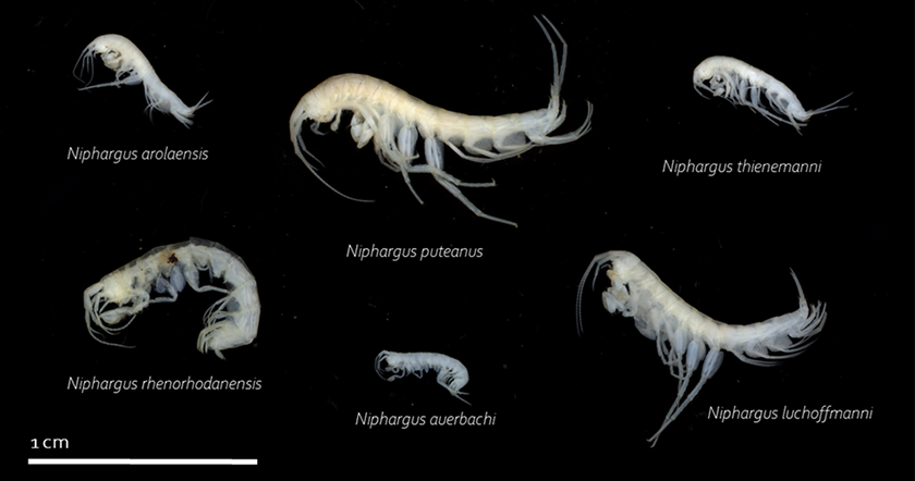 Quelques amphipodes trouvés dans les eaux souterraines. Ils sont adaptés à la vie dans l’obscurité et n’ont par conséquent ni couleur ni yeux. Ils font partie des organismes les plus gros dans les eaux souterraines (Photo: Eawag).