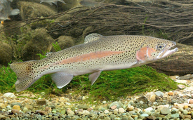 The cells used for the test come from the rainbow trout. (Photo: Andreas Hartl)