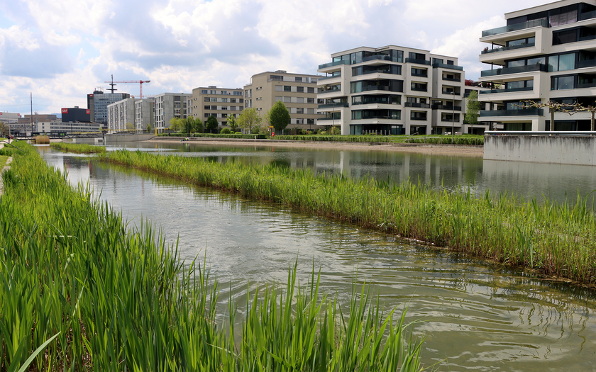 Urban blue-green infrastructure: The artificial Glattpark lake, fed with water collected from the roofs of the nearby Glattpark housing development. The planted reed beds act as water filters. (Photo: Florian Altermatt, Eawag)