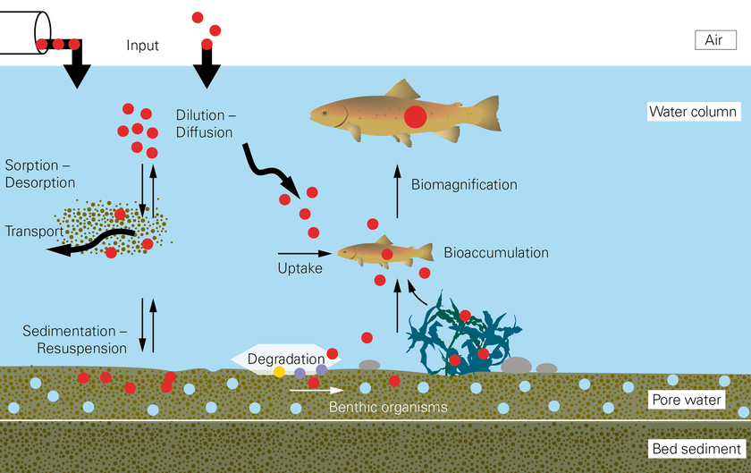 The persistence and effects of chemicals in sediments are difficult to assess because various processes are involved, some of which occur concurrently. The graphics describe the conceptual model of contamination in the sediment and in the food chain. Biomagnification: Increased concentration of a pollutant in organisms via the food chain. Bioaccumulation: Accumulation of a pollutant in a particular organism through food intake or from the environment. Benthic organisms: Organisms that live in or on sediments. (Graphic: Oekotoxzentrum / Peter Penicka, Eawag)