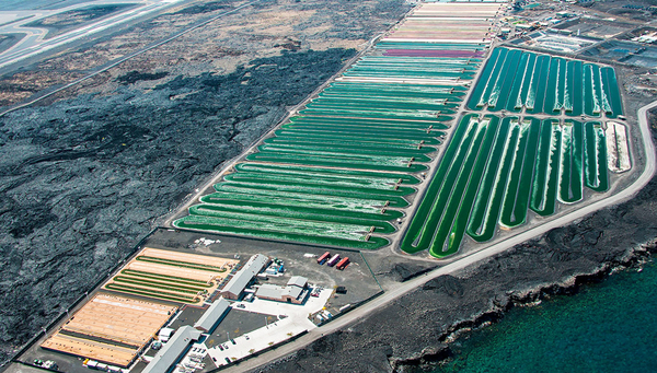 Anlage zur Kultivierung von Mikroalgen in der Region Kona auf Hawaii. (Foto: (Cyanotech Corporation / Charles H. Greene, Celina M. Scott-Buechler, Arjun L.P. Hausner, Zackary I. Johnson, Xin Gen Lei, Mark E. Huntley / Wikimedia)