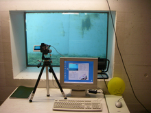 Blick in den Beobachtungsraum im Fischpass (A. Peter)