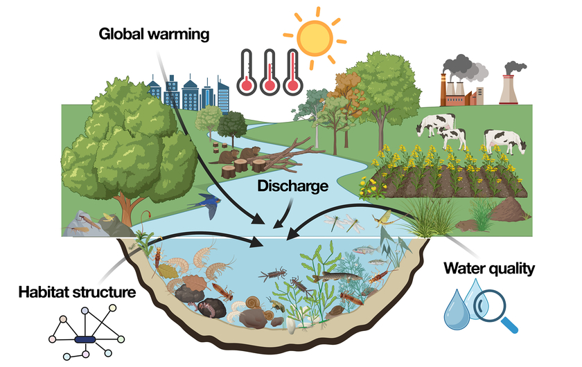 Habitat structure, discharge regimes and water quality influence the species composition of small invertebrates living on the bed of the water body – such as insect larvae, shrimps, snails, mussels and worms. Aquatic organisms thus act as bioindicators for the water quality. This study by Eawag is investigating the impact of global warming on the bioindicators (Created with BioRender.com).