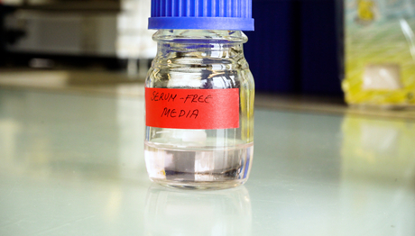 The new medium does not require fetal bovine serum (Photo: Leonardo Biasio, Eawag). The new medium does not require fetal bovine serum (Photo: Leonardo Biasio, Eawag).