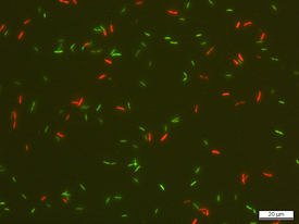 Bactéries intestinales de l'espèce Roseburia intestinalis colorées au SYBR green I et à l'iodure de propidium (SGPI). Seul le SYBR green I peut pénétrer dans les bactéries aux membranes intactes qui apparaissent ... (Ph : EPF Zurich, Lea Bircher)
