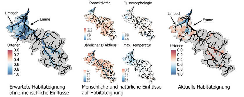 With the help of high-resolution distribution data and AI models, the researchers can predict which water bodies in the Lower River Emme region are currently suitable for a species – here the native fish species schneider – (right) and which environmental factors have a positive (blue) or negative (red) impact (centre). They can also use these models to simulate the expected habitat suitability without human influences (left) (Graphic: original publication).