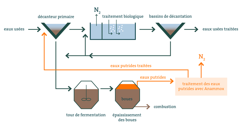 Le procédé Anammox est utilisé dans plusieurs stations d’épuration pour éliminer de hautes teneurs en azote des eaux putrides. Pour le processus de traitement principal, le processus conventionnel d’élimination de l’azote est utilisé à l’étape du traitement biologique (Graphique: Eawag)