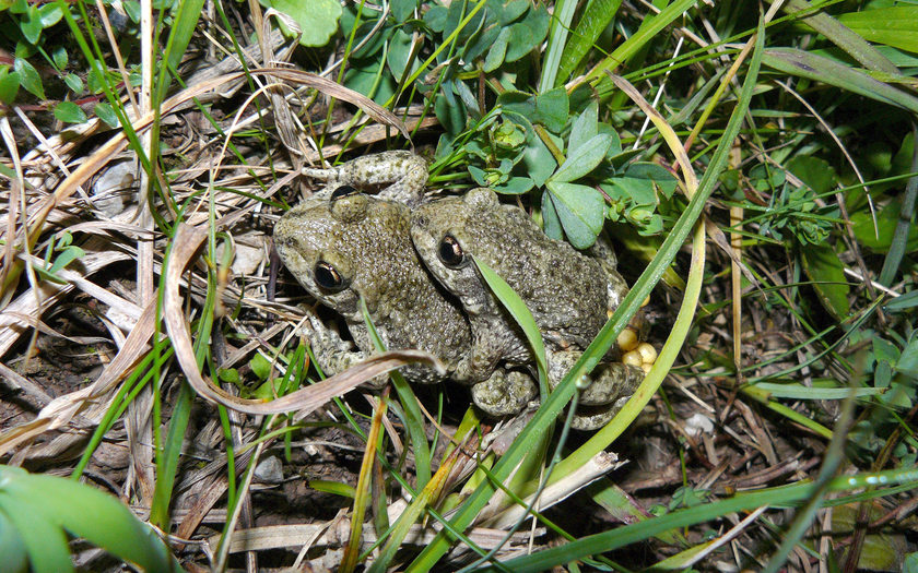Midwife toads mating. (Photo: Thomas Reich, WSL)