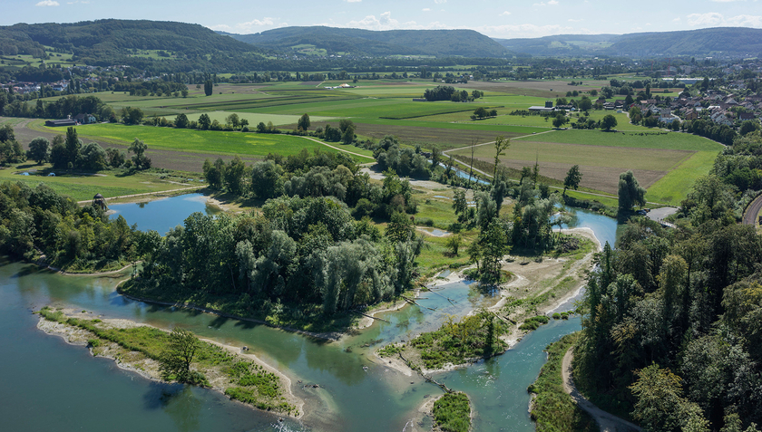 Les surfaces occupées par les milieux bleu-vert sont considérables. Si l’on part du principe que la zone directement influencée sur les rives droite et gauche des quelque 65 000 kilomètres de cours d’eau de la Suisse s’étend en moyenne sur 50 mètres, la surface concernée s’élève à plus de 6000 kilomètres carrés, soit 15 % de la superficie de la Suisse. À cela s’ajoutent les marais, les tourbières, les prairies humides et les zones alluviales, etc. La photo montre le Chly Rhy, un bras du Rhin longtemps comblé qui a été dégagé et renaturé  (Photo : Markus Forte et Herbert Böhler/Ex-Press/OFEV) .