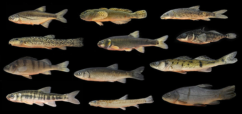 Fischarten aus dem Aare Einzugsgebiet (Foto: Bárbara B. Calegari)