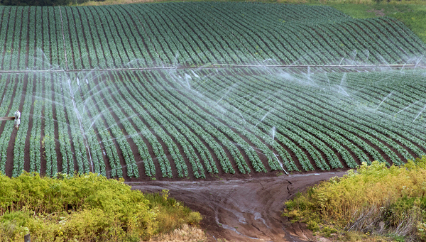 Global ist die USA die grösste Exporteurin von Agrarprodukten und damit auch von virtuellem Wasser. Im Bild ist ein Feld in Kalifornien, das bewässert wird. (Bild: Flickr)