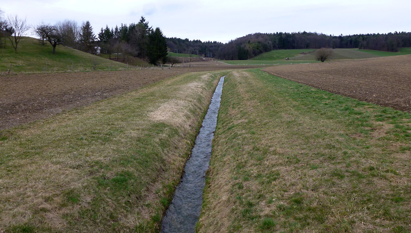 De nombreux petits cours d’eau suisses présentent des dégradations dues aux activités humaines – comme ce ruisseau à Ossingen ZH (Photo: Andri Bryner).
