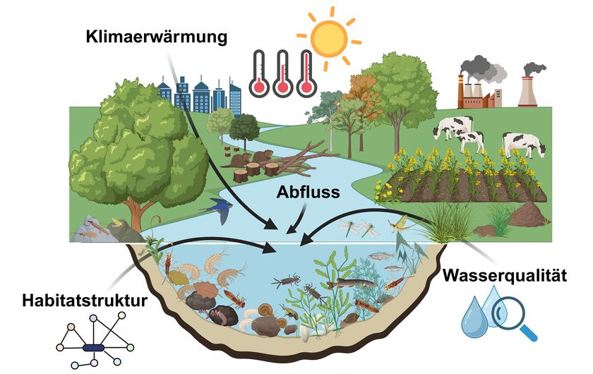 Habitatstruktur, Abflussregime und Wasserqualität beeinflussen die Artenzusammensetzung der wirbellosen Kleinlebewesen am Gewässergrund wie Insektenlarven, Kleinkrebse, Schnecken, Muscheln und Würmer. Die Wasserlebewesen dienen daher als Bioindikatoren für die Gewässerqualität. Wie sich die Klimaerwärmung auf die Bioindikatoren auswirkt, untersucht diese Studie der Eawag. (Erstellt mit BioRender.com)