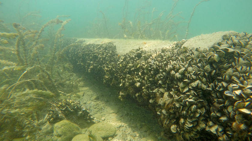 Quaggamuscheln auf einem Rohr im Genfersee (Foto: Eawag, Linda Haltiner).