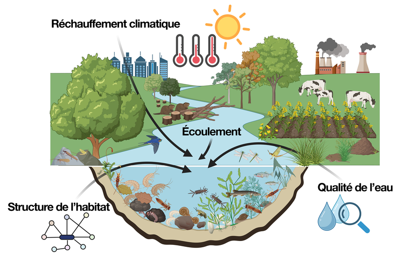 Structure de l’habitat, régime d’écoulement et qualité de l’eau influencent la composition des espèces d’invertébrés vivant au fond de l’eau, tels que les larves d’insectes, les petits crustacés, les escargots, les coquillages et les vers. Ces êtres aquatiques servent par conséquent de bio-indicateurs pour la qualité de l’eau. Cette étude de l’Eawag analyse l’impact du réchauffement climatique sur les bio-indicateurs (Créé avec BioRender.com).